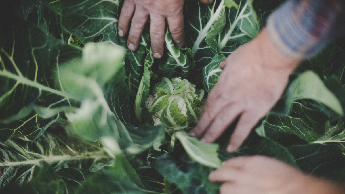 Blumenkohl auf dem Feld mit Händen, die die äußeren Blätter weghalten