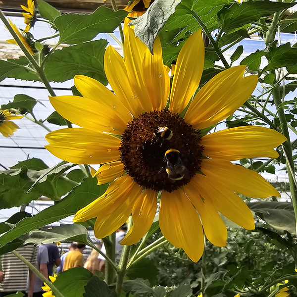 KI generiert: Das Bild zeigt eine große, gelbe Sonnenblume mit zwei Hummeln, die auf ihrem Blütenkopf sitzen. Im Hintergrund sind grüne Blätter und verschwommene Personen zu sehen.