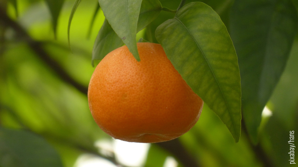 Clementine vollreif und orange am Baum hängend
