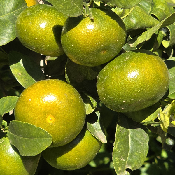 KI generiert: Das Bild zeigt mehrere grüne Mandarinen, die an einem Baum zwischen dichten, grünen Blättern hängen. Der Fokus liegt auf den reifen Früchten und dem üppigen Blattwerk.