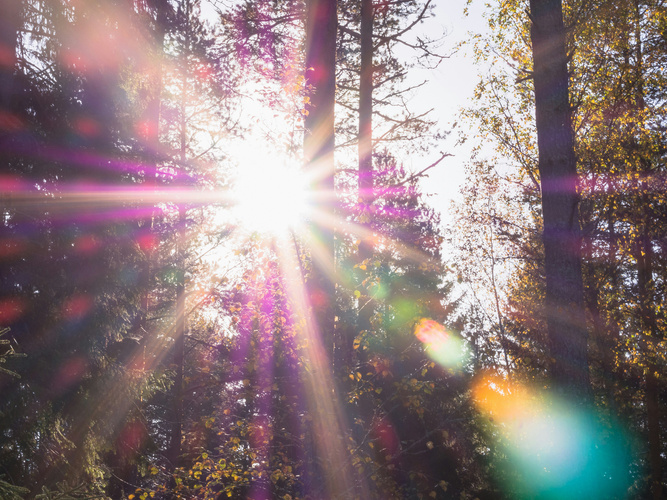 KI generiert: Sonnenstrahlen durch Bäume, bunte Lichtreflexionen im Wald.