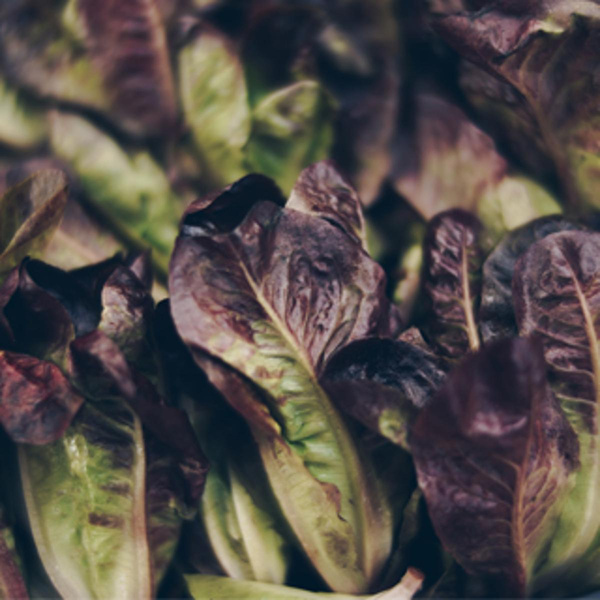 Produktfoto zu Feldsalat rot