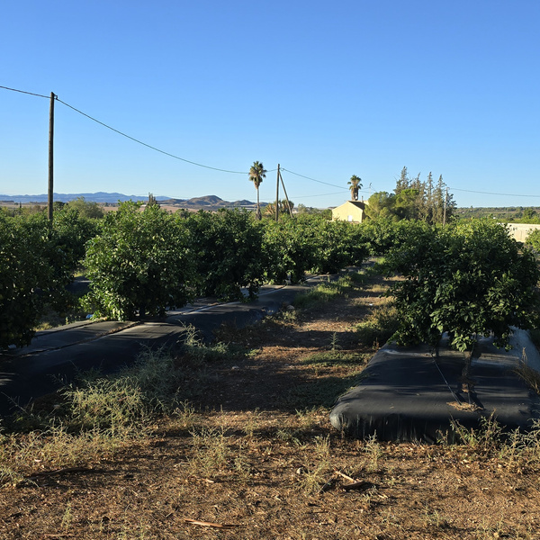 KI generiert: Das Bild zeigt eine gepflegte landwirtschaftliche Plantage mit Bäumen, die in Reihen gepflanzt sind. Im Hintergrund sind Gebäude und ferne Hügel unter einem klaren blauen Himmel zu sehen.