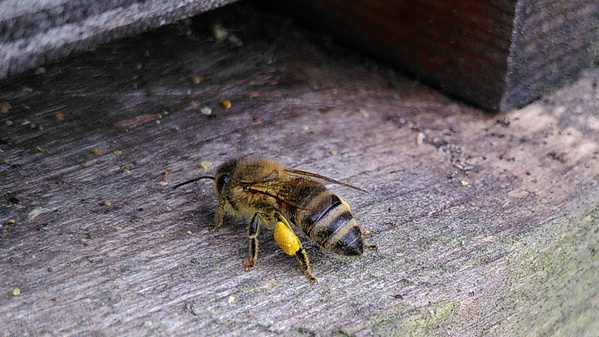 Biene am Einflugloch in den Bienenstock  mit Pollen am bein