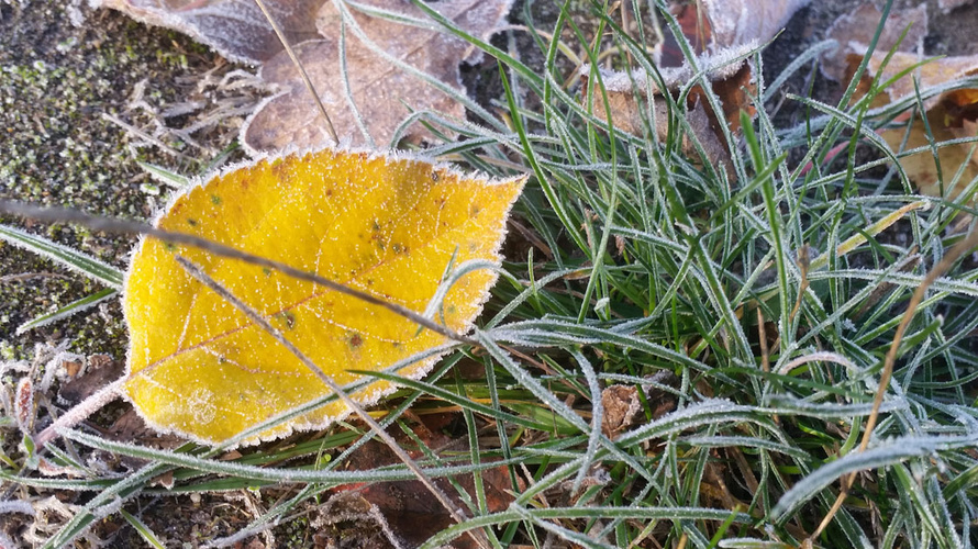 Raureif auf Wiese mit Herbstblatt gelb