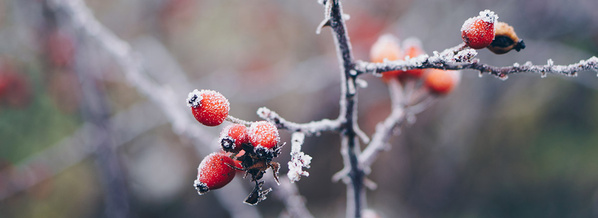 Hagebutten mit Frost überreift