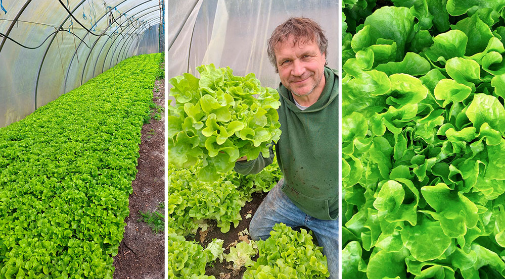 KI generiert: Ein Mann im Gewächshaus erntet frischen, grünen Salat.