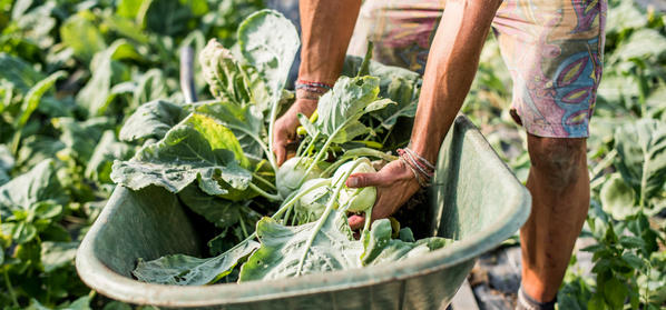 KI generiert: Eine Person erntet frischen Kohl in einer Schubkarre auf einem Feld.