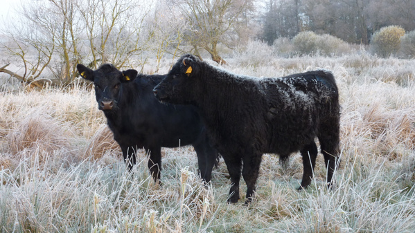 Angus-Gallowayrinder auf der Winterweide im Raureif