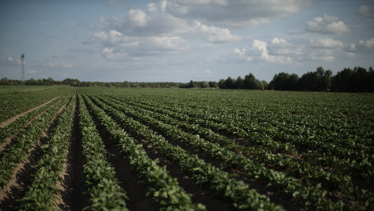 Feldbild mit Reihen von Kartoffelkulturen