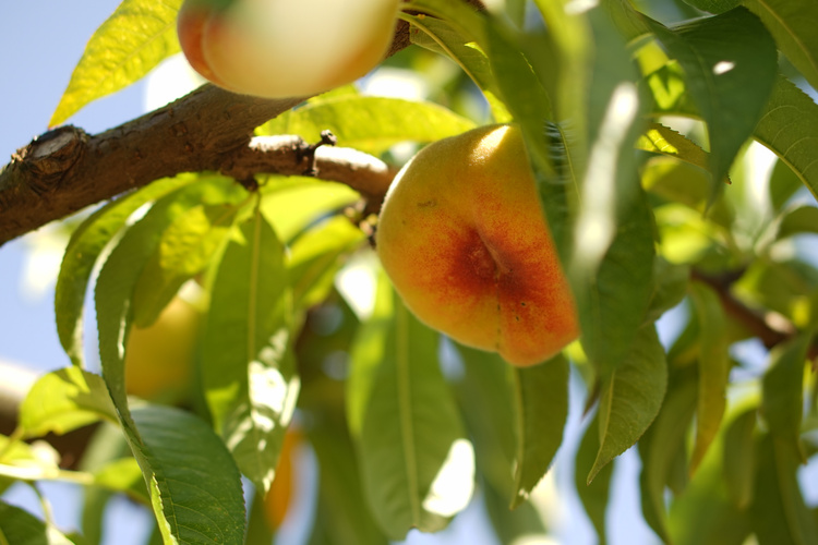 KI generiert: Ein flacher Pfirsich hängt an einem Baum, umgeben von grünen Blättern.