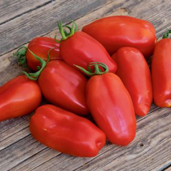 Produktfoto zu Tomatenpflanze San Marzano