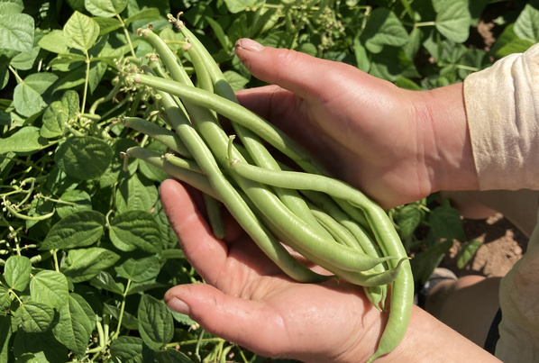 KI generiert: Hände halten frische grüne Bohnen vor einem grünen Laubhintergrund.