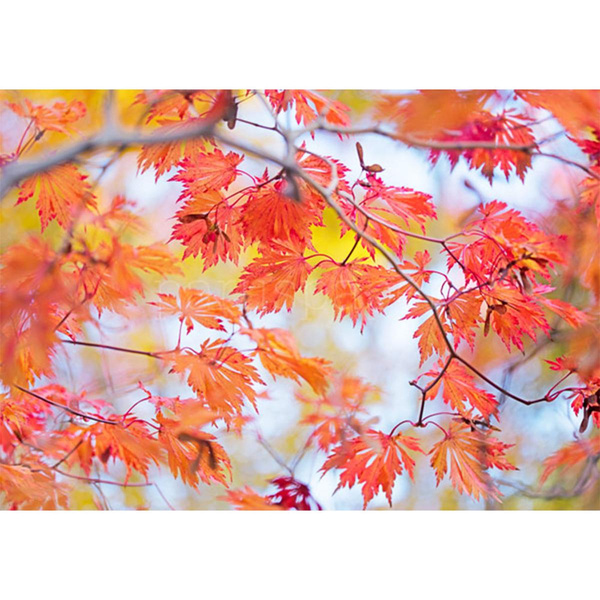 Produktfoto zu Postkarte Leuchtender Ahorn