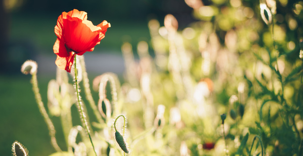 KI generiert: Eine rote Mohnblume im Sonnenlicht, umgeben von unscharfem grünen Hintergrund.