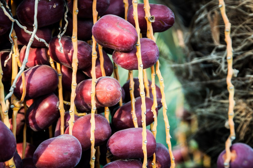 Bildausschnitt Frische Datteln am Zweig