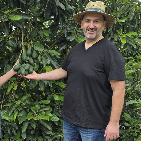 Sati, Obst-/Gemüseeinkäufer von Grell, steht neben einem Avocadobaum und präsentiert begeistert die Avocados am Baum.