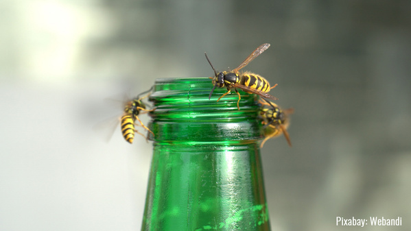 Wespen an Flaschenrand von Bier oder Limo