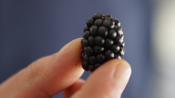 KI generiert: Eine Hand hält eine reife Brombeere vor einem unscharfen Hintergrund.