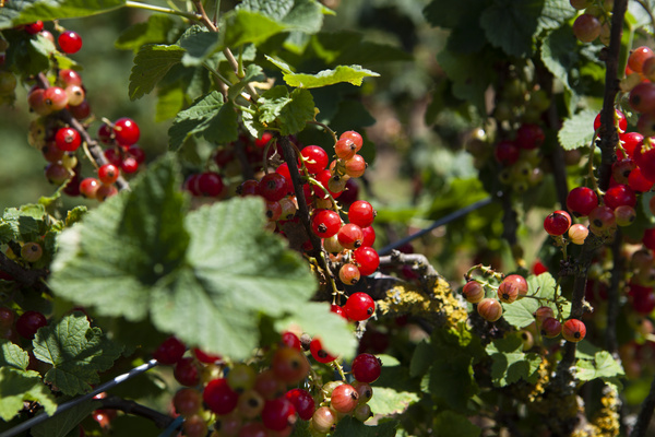 KI generiert: Rote Johannisbeeren wachsen an Pflanzen im Sonnenlicht.