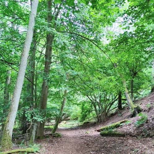 KI generiert: Ein bewaldeter Pfad mit dichtem, grünem Laub links und rechts.