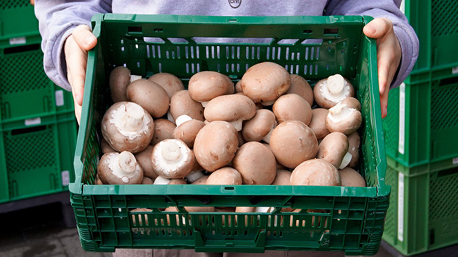 Rezeptbild für High Protein Pilzburger