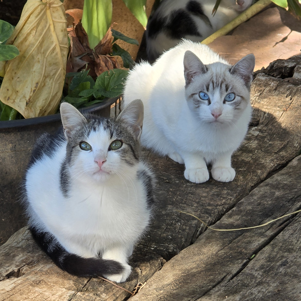 KI generiert: Auf dem Bild sind zwei Katzen zu sehen, die entspannt auf einem Baumstamm sitzen. Die Umgebung ist von Pflanzen umgeben, was eine natürliche Atmosphäre schafft.