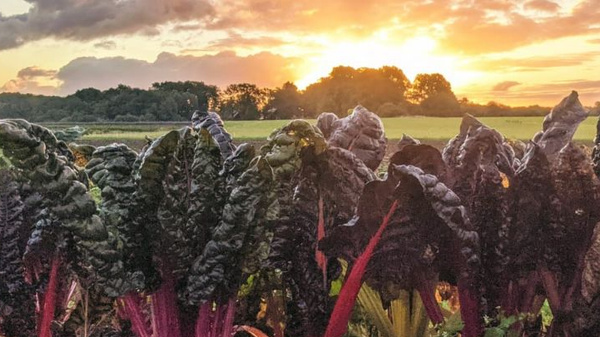 Ackerbild Mangold im Sonnenaufgang