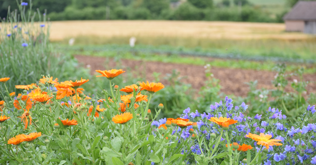 KI generiert: Bunte Wildblumen blühen auf einem Feld vor einem Hintergrund aus Gemüse- und Kornfeldern.
