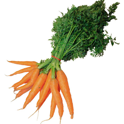 Produktfoto zu Italienische Frühmöhren im Bund