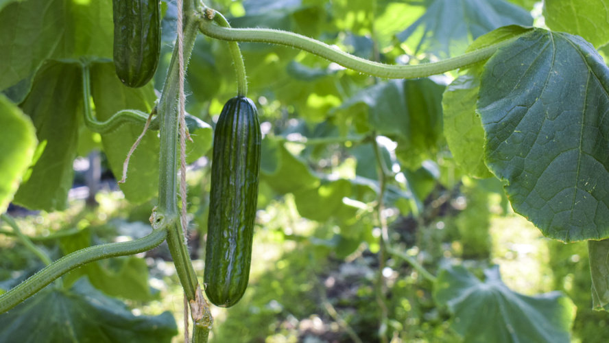 Rezeptbild für Gurken Gazpacho