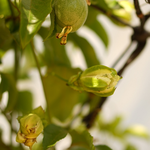 KI generiert: Grüne Knospe und Frucht einer Passionsblume an einem Ast mit unscharfem Hintergrund.