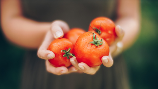 KI generiert: Eine Person hält vier frische Tomaten in den Händen.