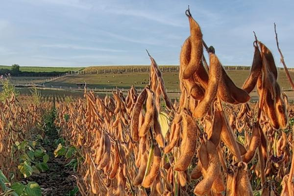 Grünland Bio Lieferant Taifun Tofu