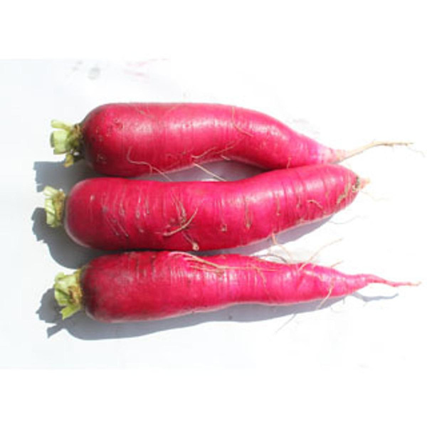 Produktfoto zu Rettich rot_lila