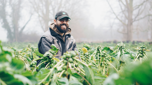 KI generiert: Ein Mann lächelt, während er in einem Nebel in einem Rosenkohl-Feld steht.