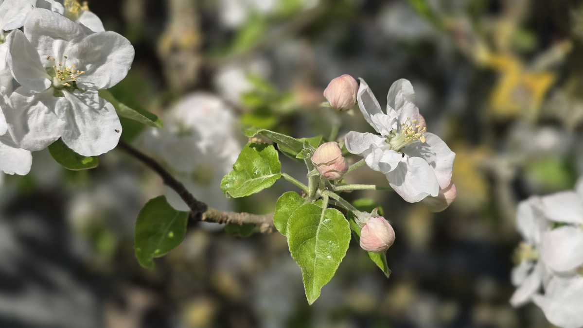 KI generiert: Zweig eines blühenden Baumes mit weißen Blüten und grünen Blättern.