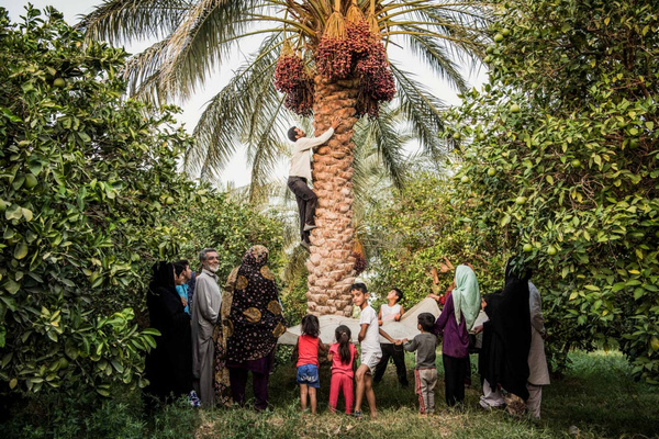 Narafood - Dattelpalme und Ernte im Kreis der Erzeugerfamilie