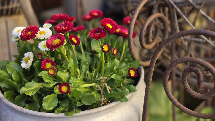 KI generiert: Rote und weiße Blumen wachsen in einem rustikalen Metalltopf, umgeben von dekorativen Eisenelementen.