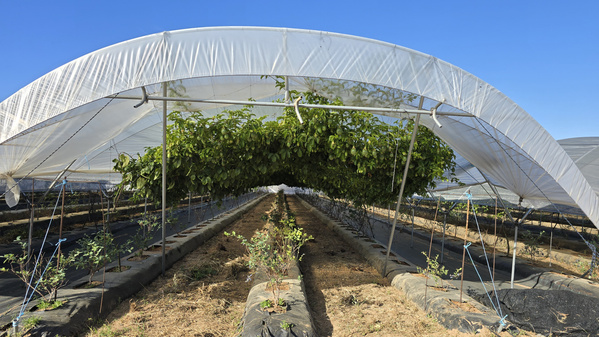 KI generiert: Gewächshaus-Plantage mit Pflanzen unter einem durchsichtigen Zelt.