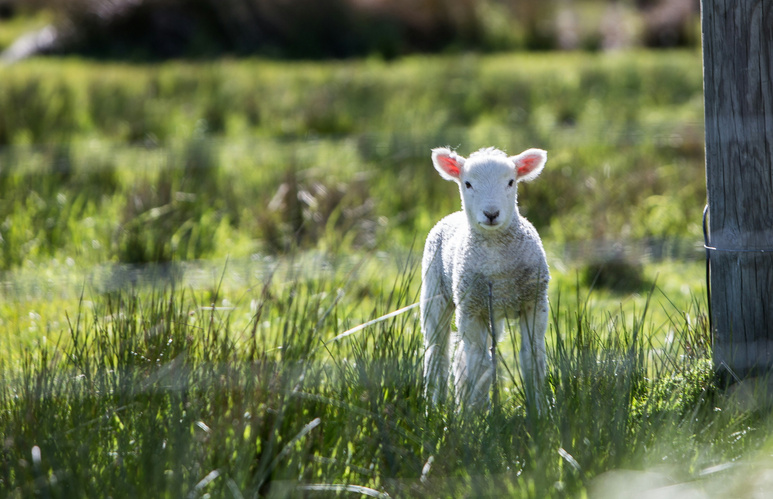 KI generiert: Ein Lamm steht auf einer grünen Wiese mit einem Holzpfosten im Hintergrund.
