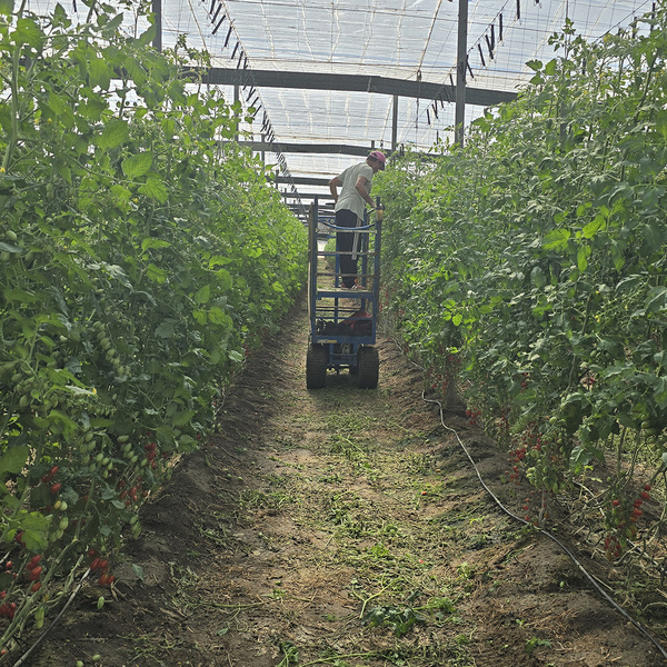 KI generiert: Ein Arbeiter befindet sich auf einer Plattform in einem Gewächshaus und überprüft die Tomatenpflanzen, die in dichten Reihen wachsen. Das Gewächshaus ist von einem transparenten Dach bedeckt, das für ausreichend Licht sorgt.