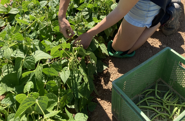 KI generiert: Person erntet Bohnen und legt sie in eine Kiste.
