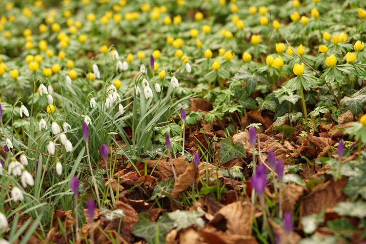 Winterlinge, Schneeglöckchen und erste Krokusse blühen auf eienr Wiese mit braunem Laub und Efeu