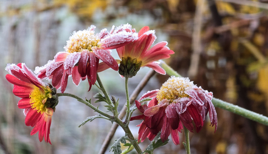 Das Bild zeigt gefrorene, rot-rosa Blumen mit einer festlichen Grußbotschaft: "Schöne und erholsame Feiertage wünschen Eure Grünländer." Im Hintergrund sind verschwommene Pflanzen zu sehen.