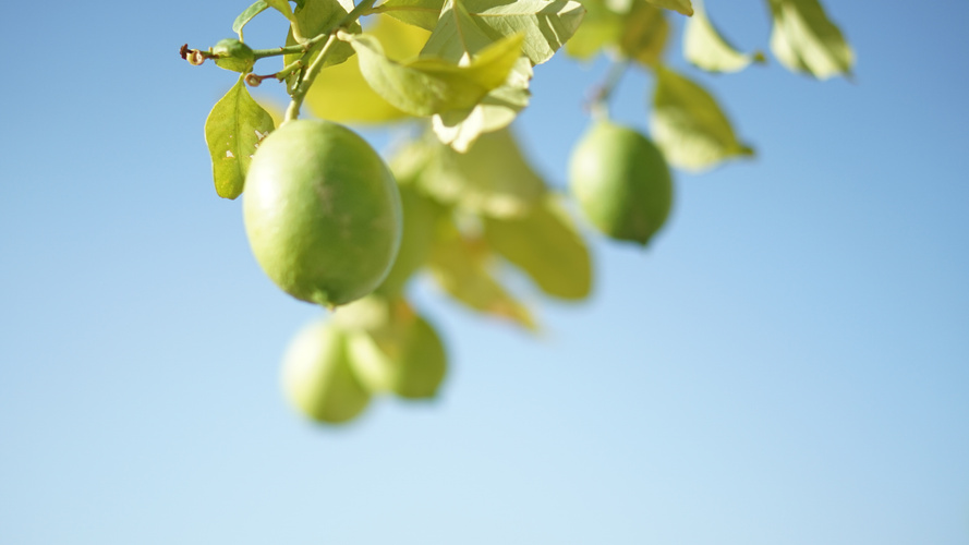 Zitrone am Zweig vor leuchtend blauem Himmel