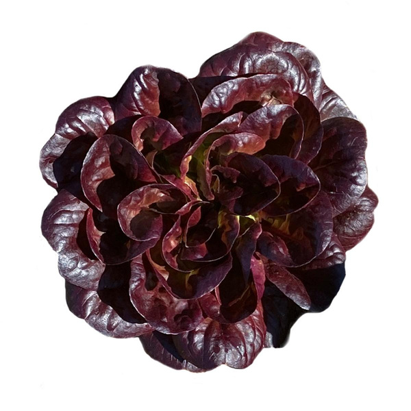 Produktfoto zu Rosettensalanova