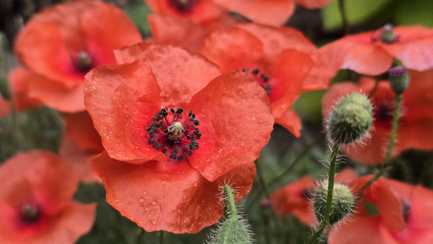 Mohnblumen mit Wassertropfen, umgeben von grünen Knospen.