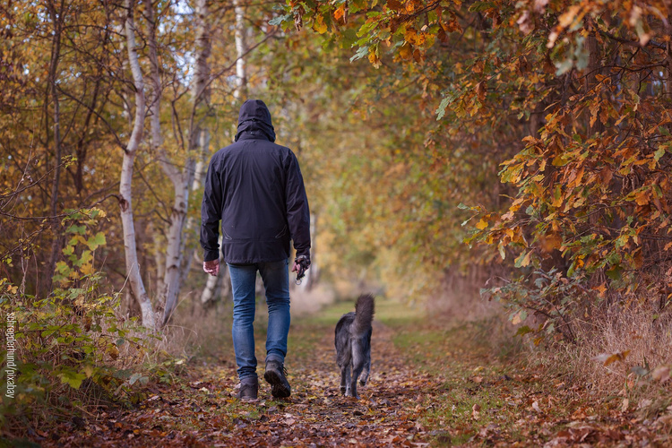 Mann mit Hund von hinten im Herbst bei Waldspaziergang