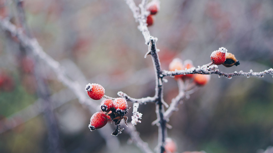 Raureif auf Hagebuttenzweig